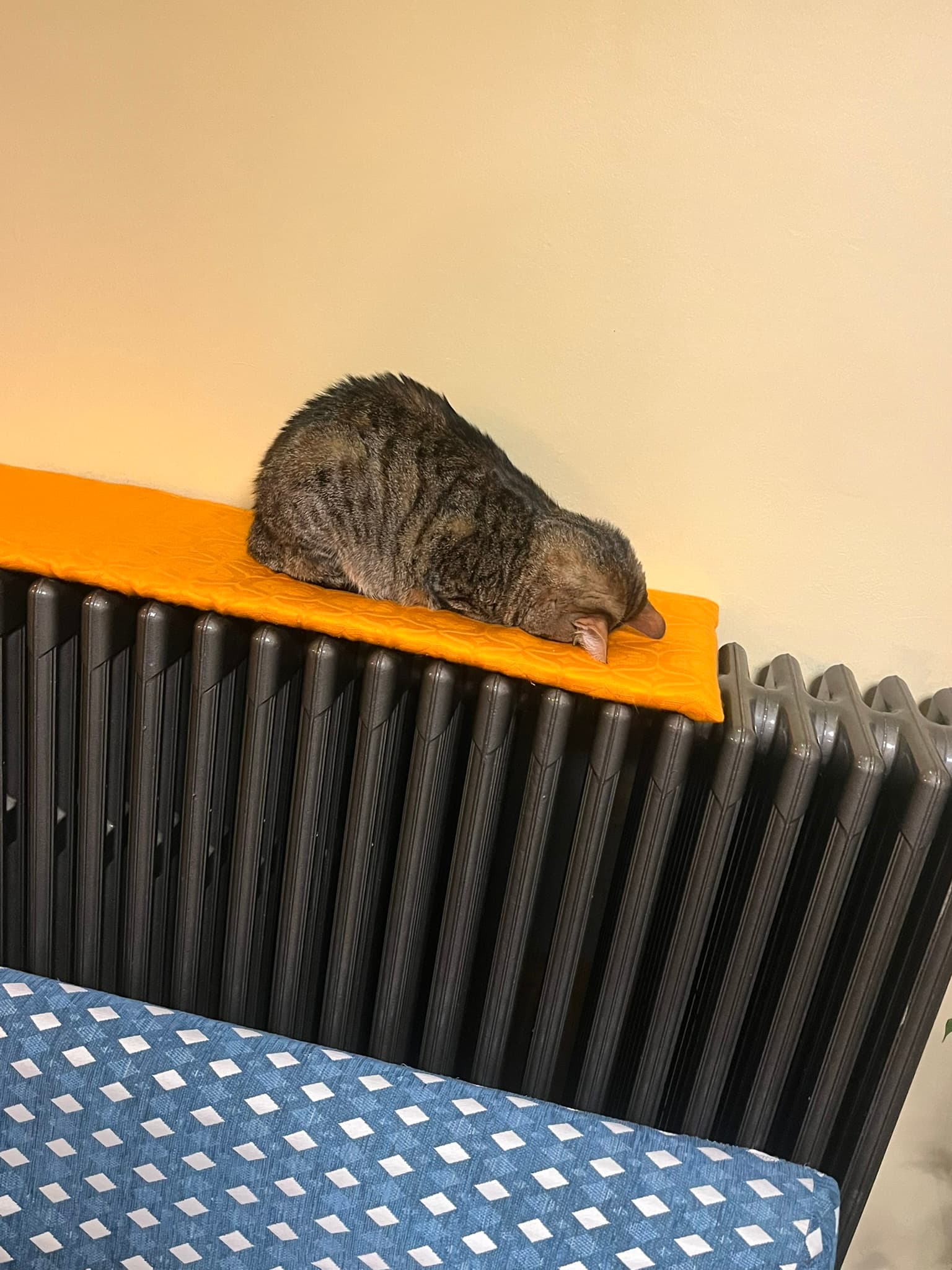 Winnie de kat